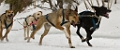 2009-03-14, Competition de traineaux a chiens au Bec-scie (132930)